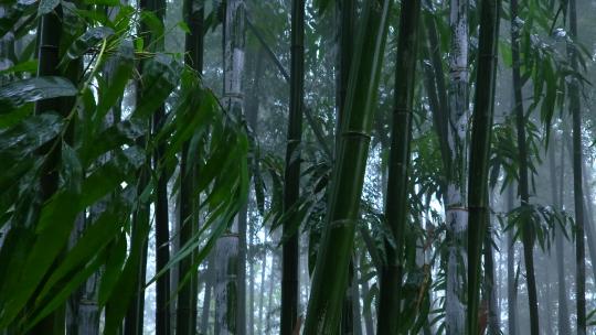 竹林雨景 风雨中的竹叶
