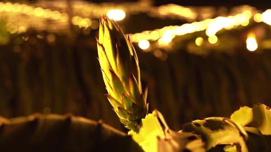 火龙果种植基地火龙果花昙花