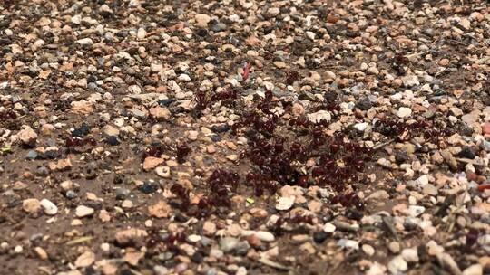 高清实拍海滩上的一群蚂蚁