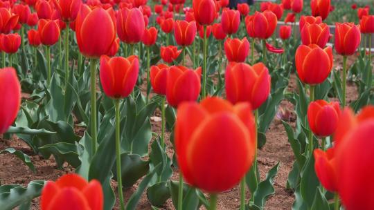 春天公园里盛开的郁金香花海自然风光