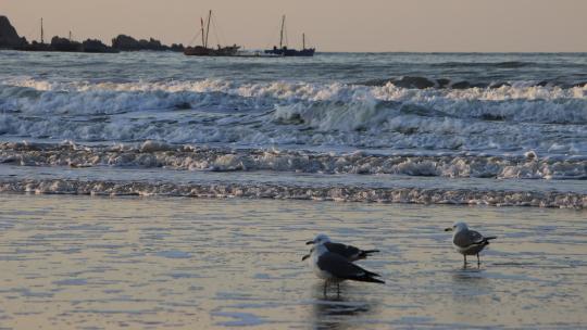 威海金海湾沙滩上的海鸥视频素材模板下载