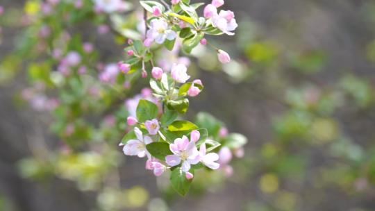 海棠花 春天