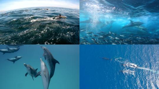 【合集】海豚 海洋天使 海洋生物 海豚跳跃视频素材模板下载