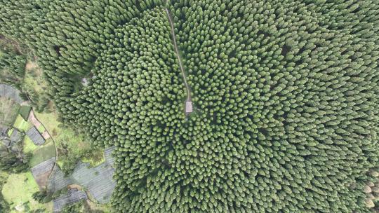 彭州中坝森林公园航拍视频素材模板下载