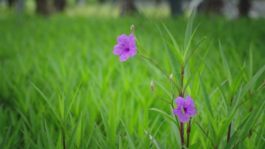 【正版素材】花丛蓝花草A0471-C