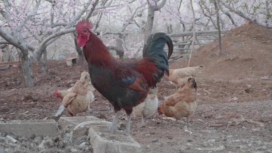 养鸡果园里一只公鸡和一群母鸡视频素材模板下载