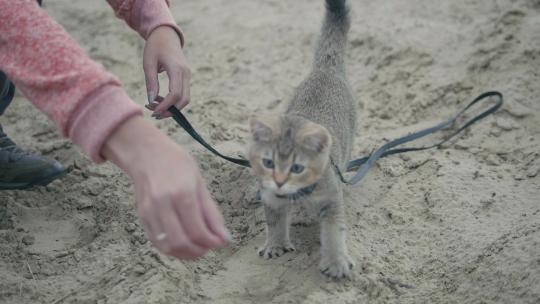 在沙滩上玩耍的小猫
