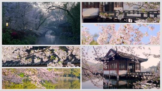 【合集】樱花季的杭州西湖曲院风荷景区