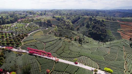 航拍四川雅安蒙顶山牛碾坪茶山