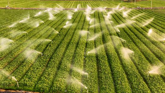 （ 原创）蔬菜种植现代农业灌溉 乡村振兴