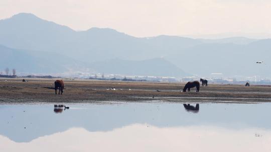 格里拉纳帕海牦牛羊马水鸟