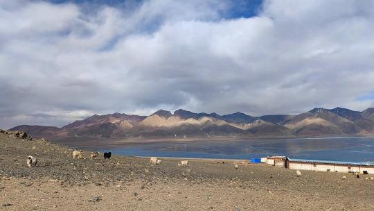 航拍西藏那曲当惹雍错湖畔牧场羊群风光