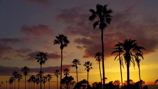 棕榈树和日落的天线