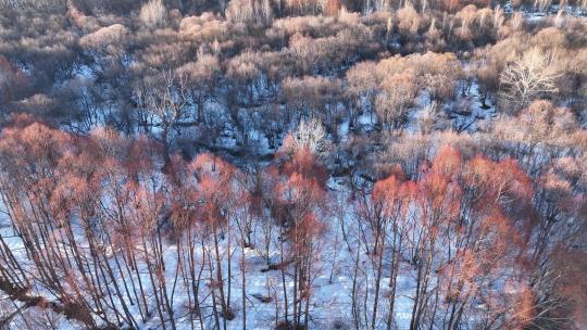 鸟瞰夕阳照耀的雪原红柳林