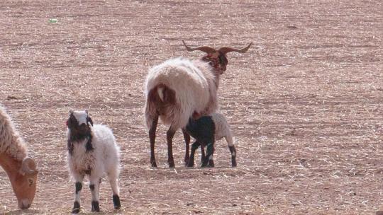 青海 草原 绵羊群 羊 家畜 哺乳动物