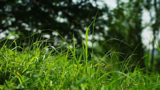 4K充满生机的春天绿色清新草地树叶自然风景