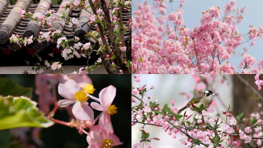 【合集】海棠花盛开绽放植物大自然
