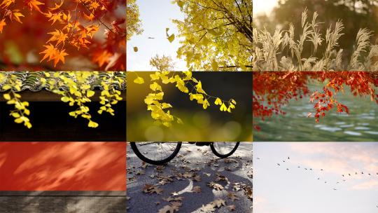 【合集】秋天唯美空镜头银杏枫叶红枫落叶视频素材模板下载