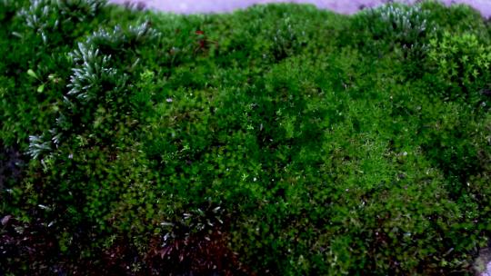 地上的青苔 嫩绿色苔藓