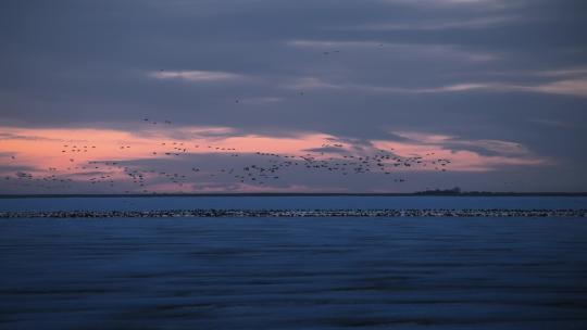 冰原上大片鸟群飞翔