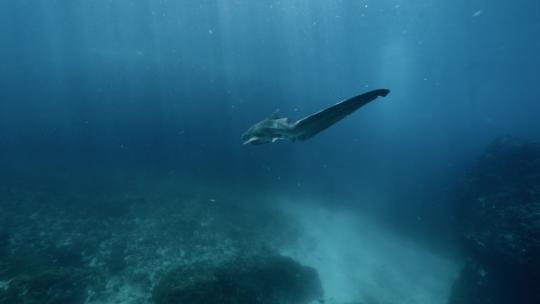 水下拍摄豹纹鲨