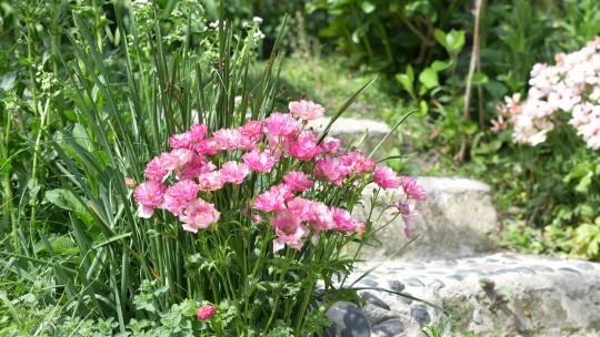 春天春季立春鲜花盛开开花