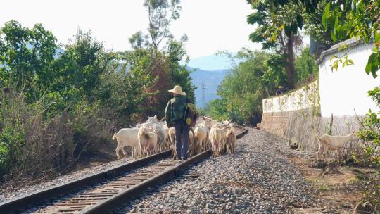 云南建水小火车米轨铁路上放羊的羊群