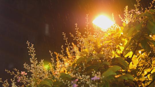 伤感唯美城市雨夜夜景路灯下的花