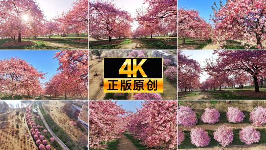 上海 春天 樱花 辰山植物园樱花合集高清在线视频素材下载