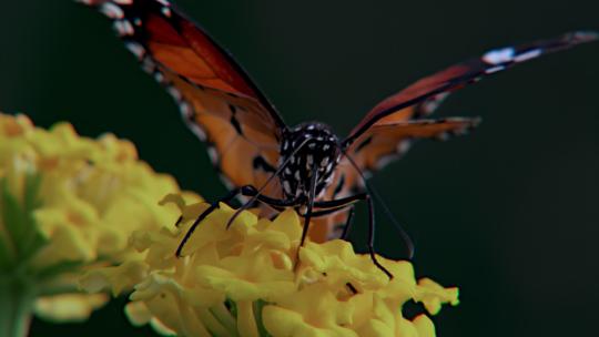 美丽蝴蝶采蜜授粉近景实拍视频素材模板下载