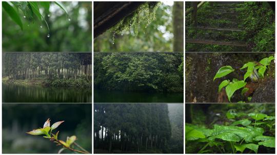 森林下雨雨滴落下绿叶上