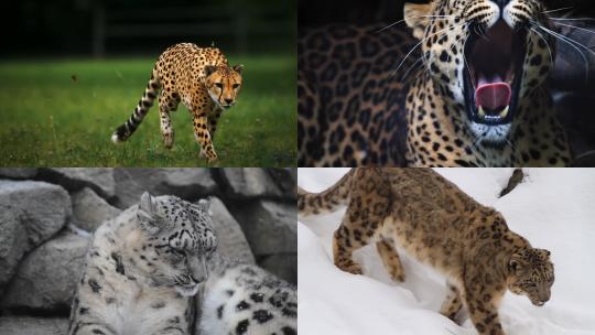 【合集】豹子 动物 猎豹 猫科动物视频素材模板下载