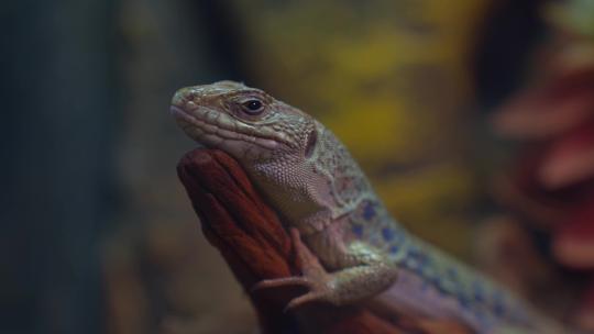蜥蜴眨眼犀利眼神视频素材模板下载