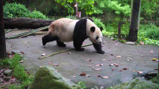 大熊猫走来走去熊猫运动野外熊猫野生熊猫