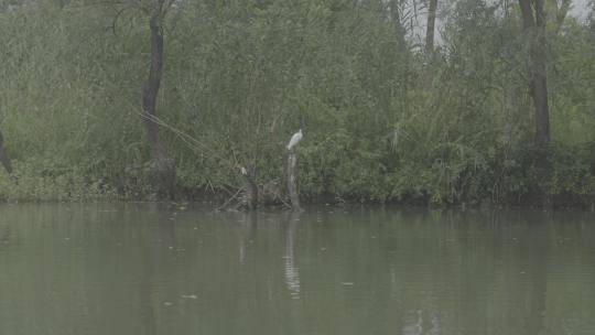 夏日南方湿地森林自然户外白鹭鸟类视频素材模板下载
