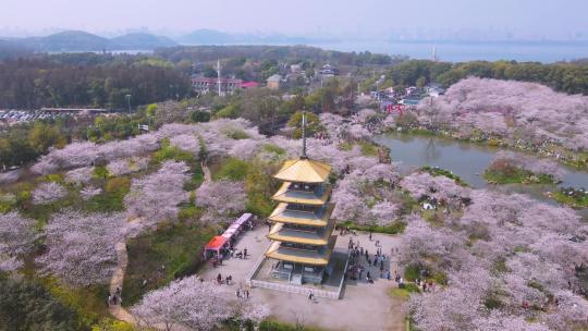 航拍武汉东湖樱园春天花期盛开的浪漫樱花