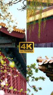 升格实拍春天北京故宫内盛开的花和柳枝竖屏