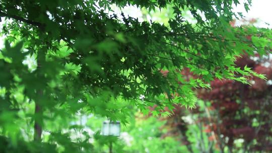 阳光下嫩绿色枫树叶绿鸡爪槭花红叶枫树叶视频素材模板下载