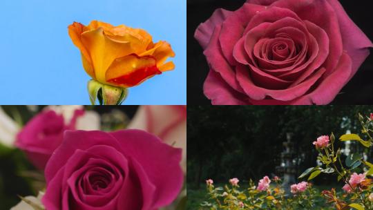 【合集】黄色玫瑰花粉色玫瑰花玫瑰花瓣花束