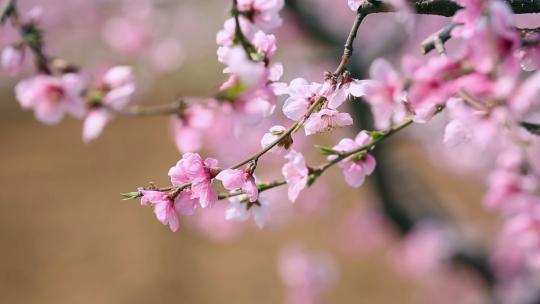 春天满树开放的桃花