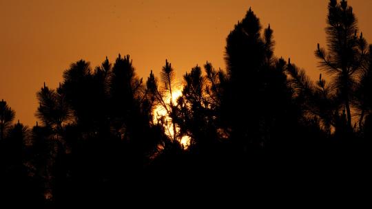 太阳下山日落夕阳松树逆光金色剪影