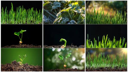 种子发芽 植物生长延时高清在线视频素材下载