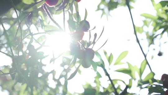 树枝上的杨梅在夏日阳光下闪烁