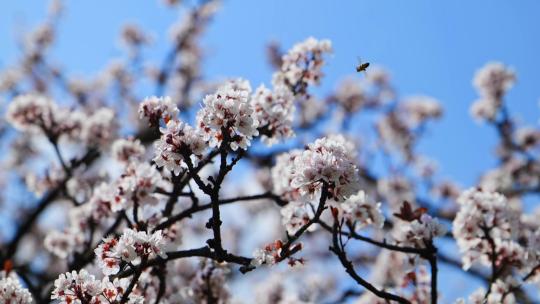 蜜蜂采食海棠花慢动作