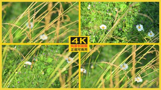 草丛里的小花高清在线视频素材下载