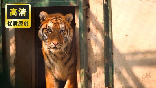 老虎 动物园的老虎 笼子里的老虎