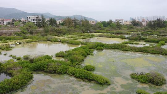 红树林基围鱼塘、红树林、白鹭