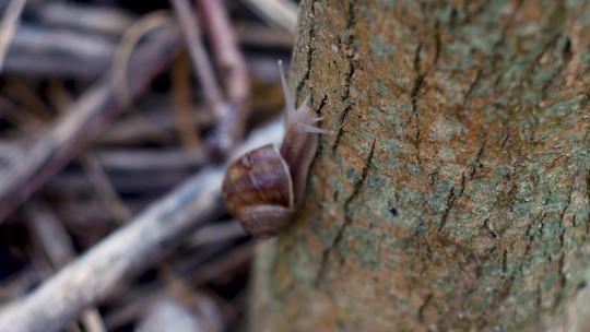 蜗牛在树上爬行
