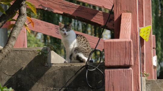 可爱猫咪4K实拍镜头