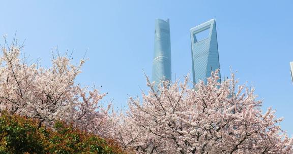 上海陆家嘴唯美灿烂樱花